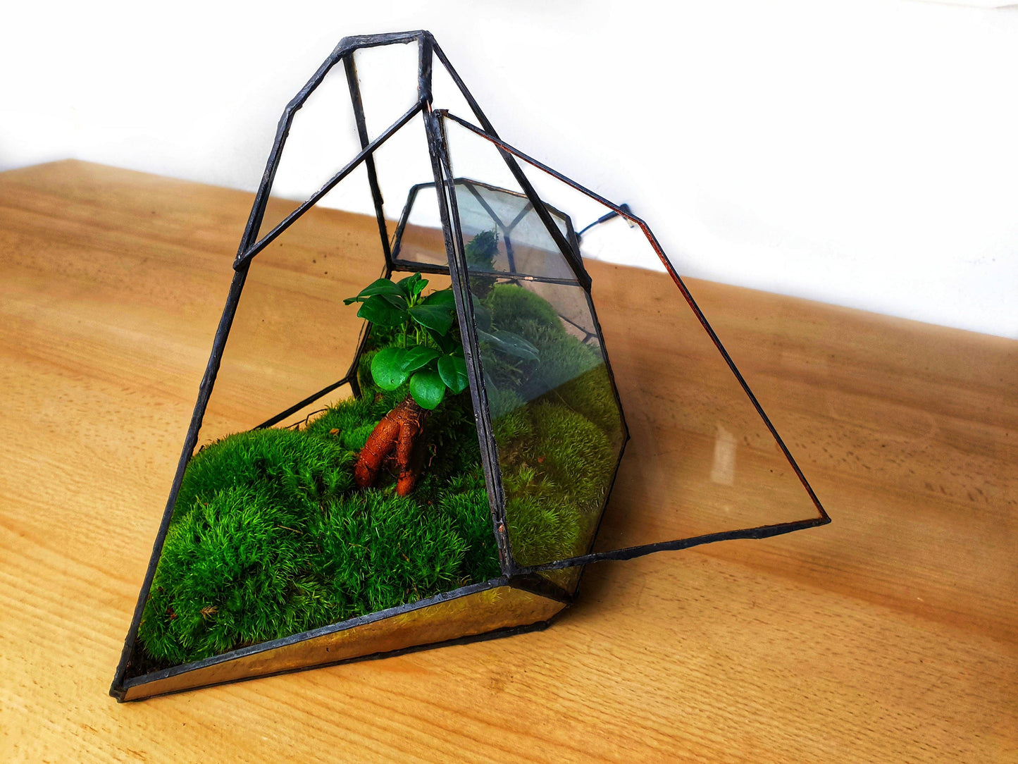 Pandora Terrarium - MinimalMoss