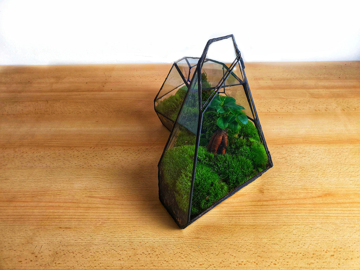Pandora Terrarium - MinimalMoss
