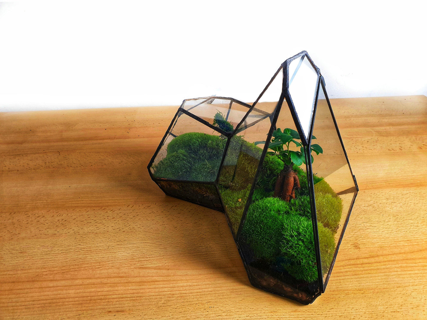 Pandora Terrarium - MinimalMoss