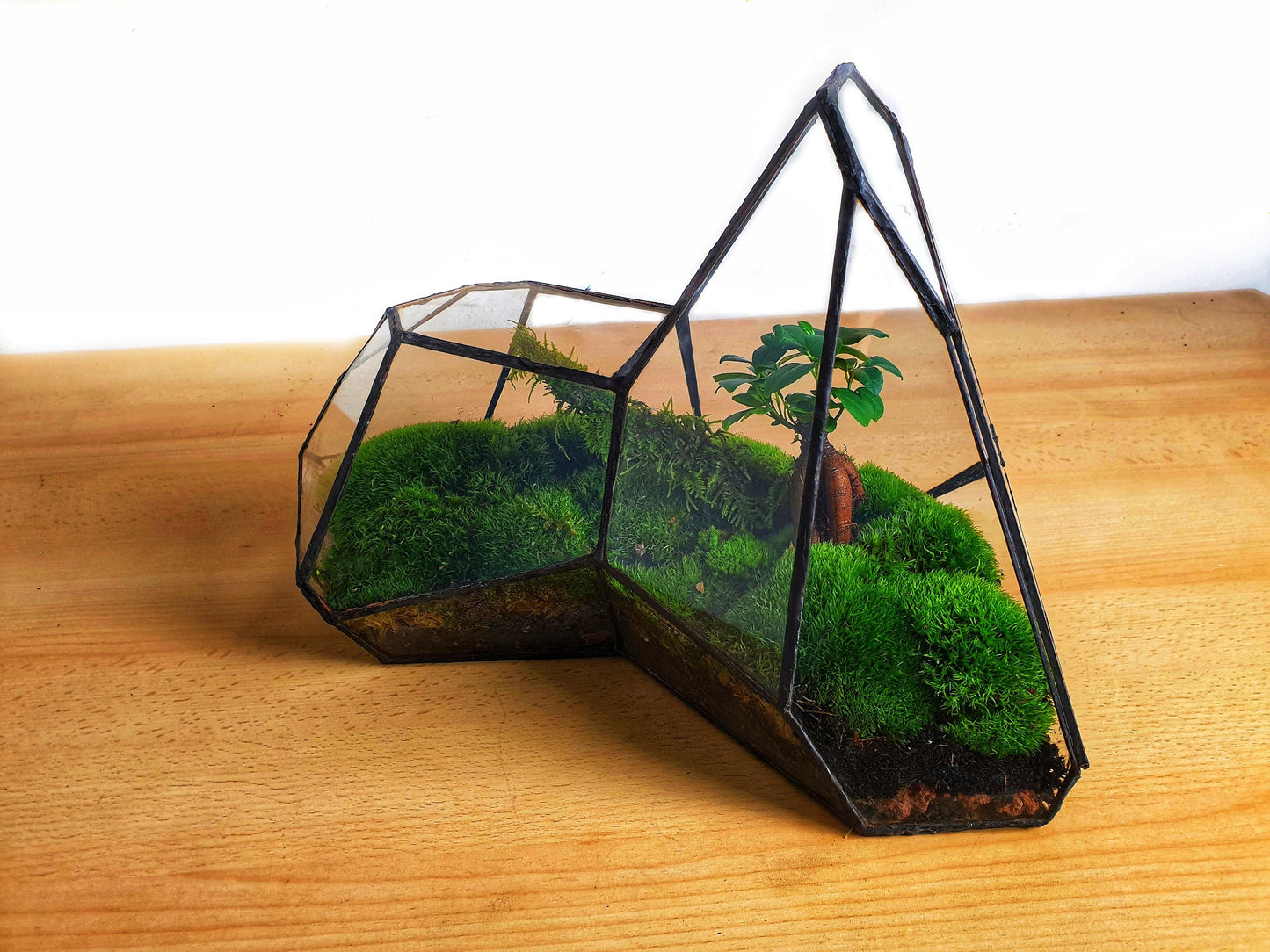 Pandora Terrarium - MinimalMoss
