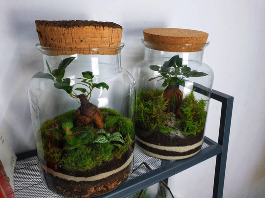 Horizon fitonia - MinimalMoss