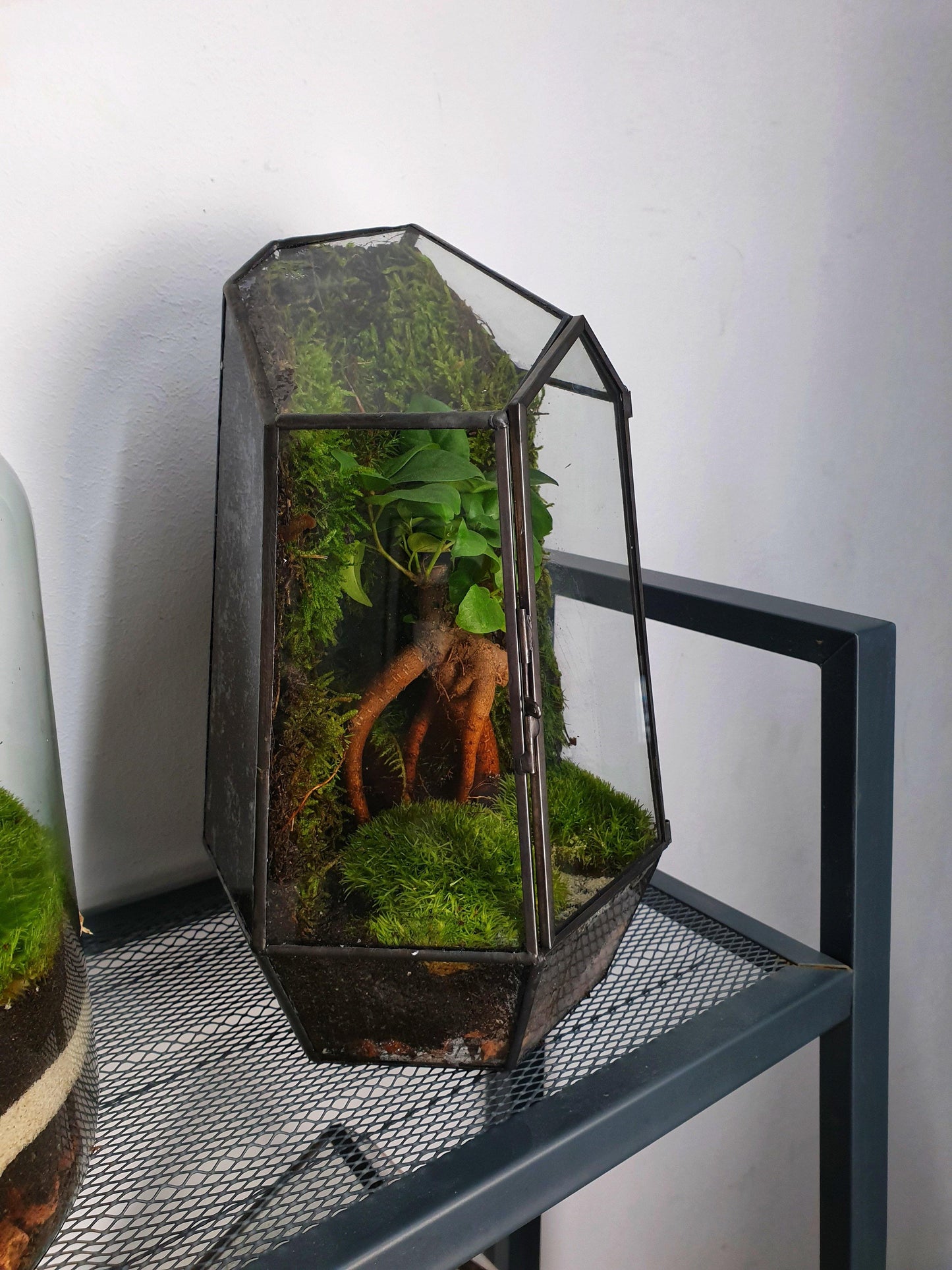 Forest Terrarium - MinimalMoss