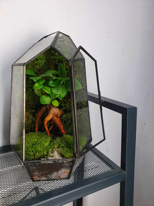 Forest Terrarium - MinimalMoss
