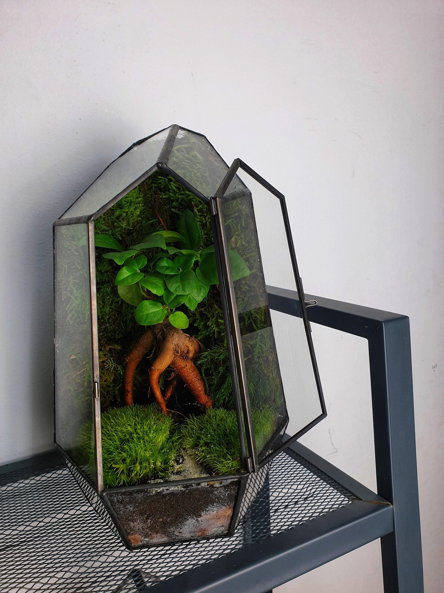 Forest Terrarium - MinimalMoss