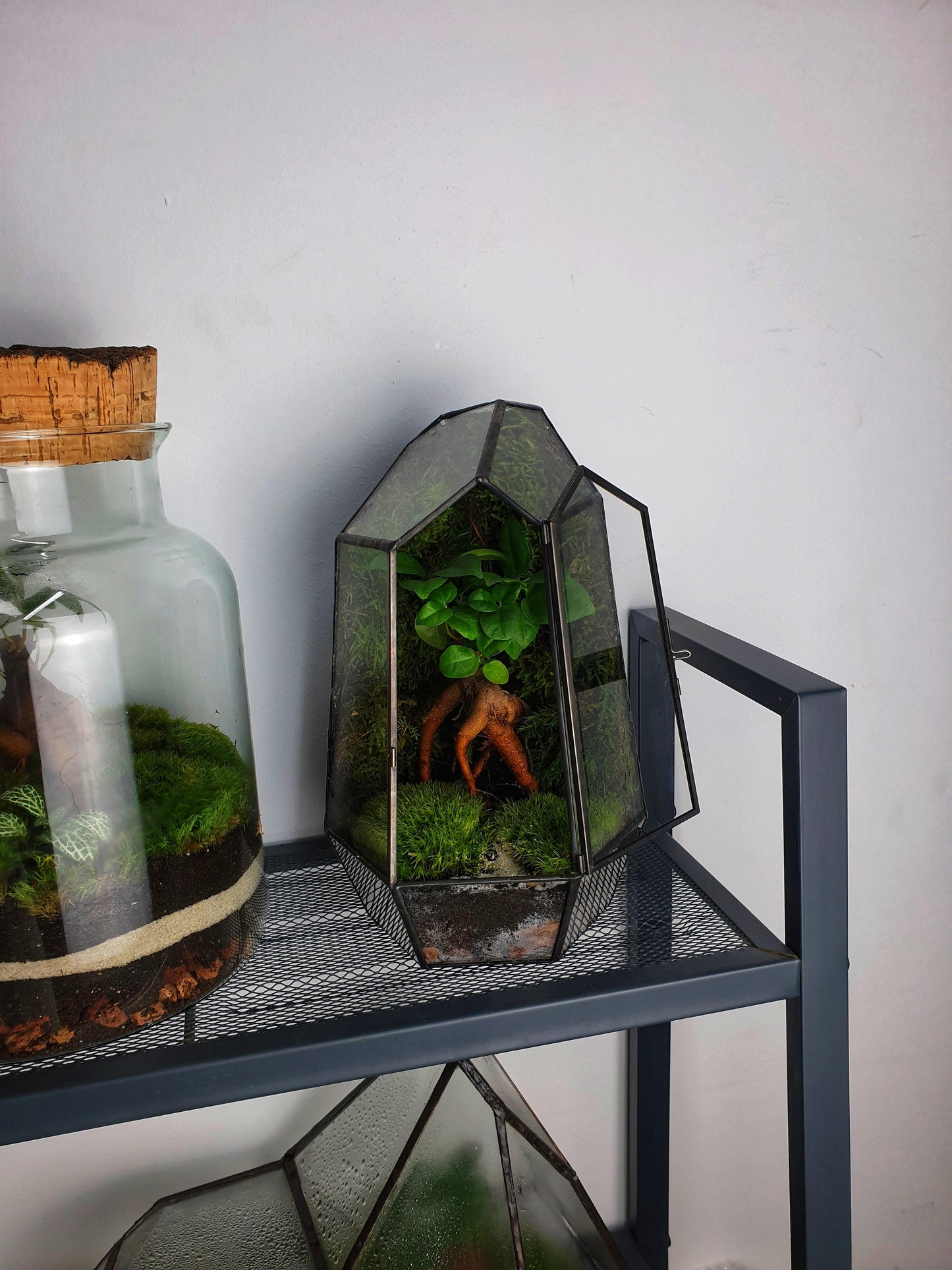Forest Terrarium - MinimalMoss