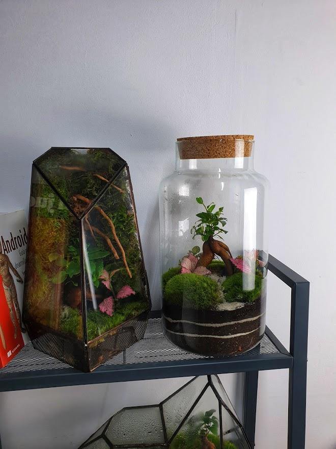 Ficus Terrarium - MinimalMoss