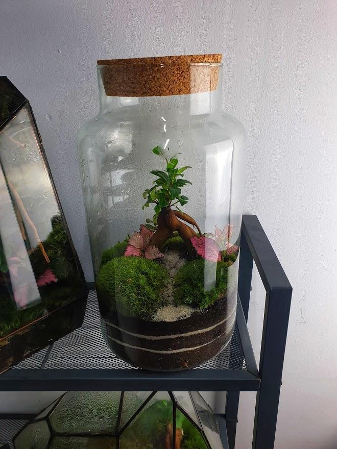 Ficus Terrarium - MinimalMoss