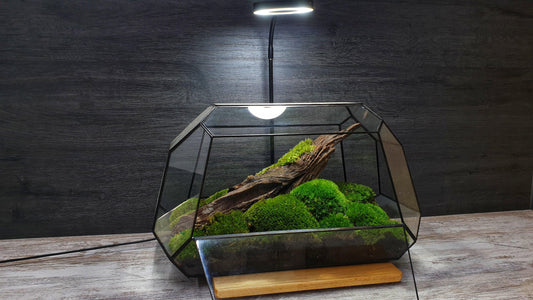 Jungle Terrarium - MinimalMoss