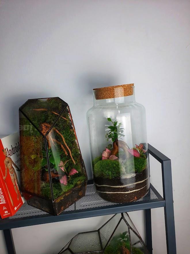 Ficus Terrarium - MinimalMoss