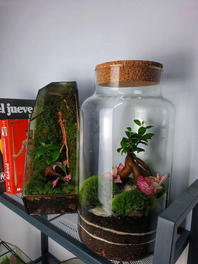Ficus Terrarium - MinimalMoss