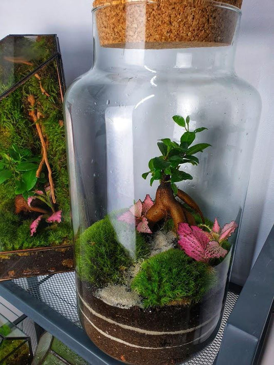 Ficus Terrarium - MinimalMoss