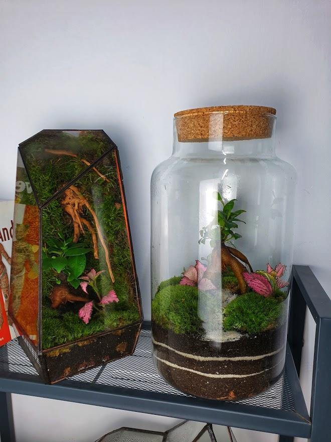 Ficus Terrarium - MinimalMoss