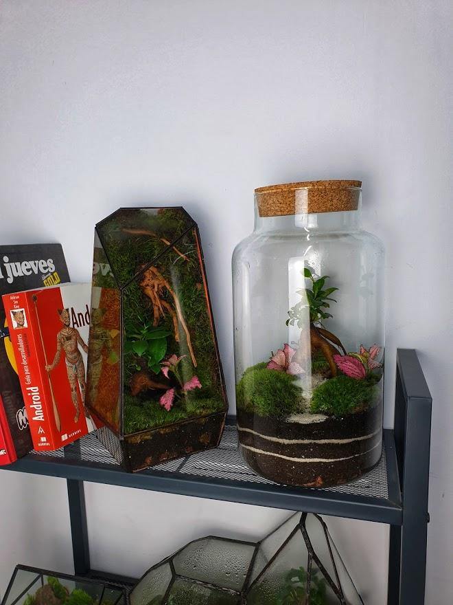 Ficus Terrarium - MinimalMoss