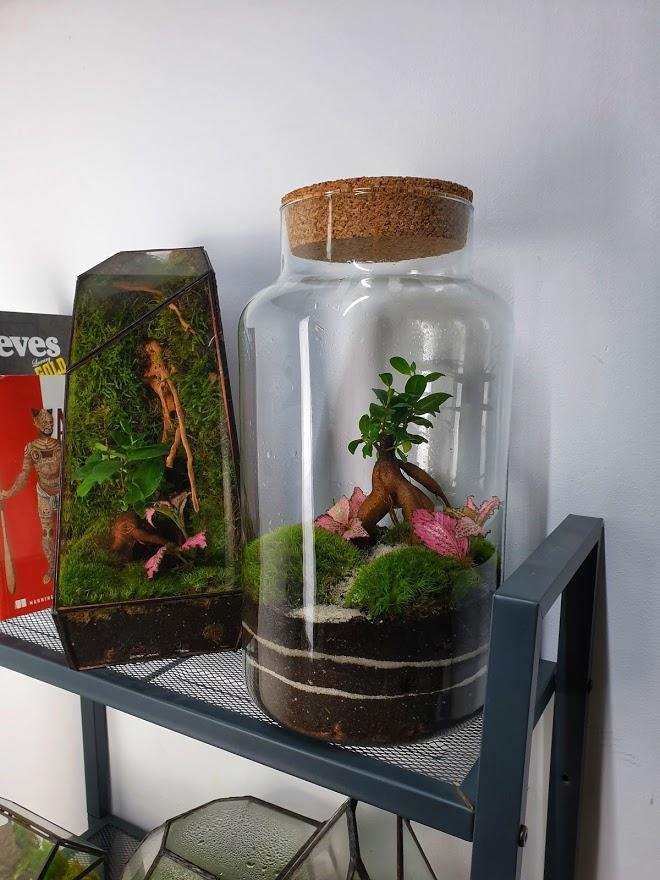 Ficus Terrarium - MinimalMoss