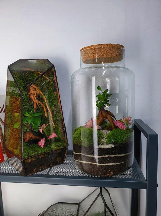 Ficus Terrarium - MinimalMoss