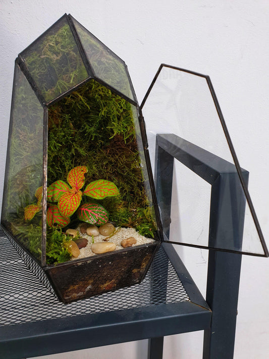 Ikran Terrarium - MinimalMoss