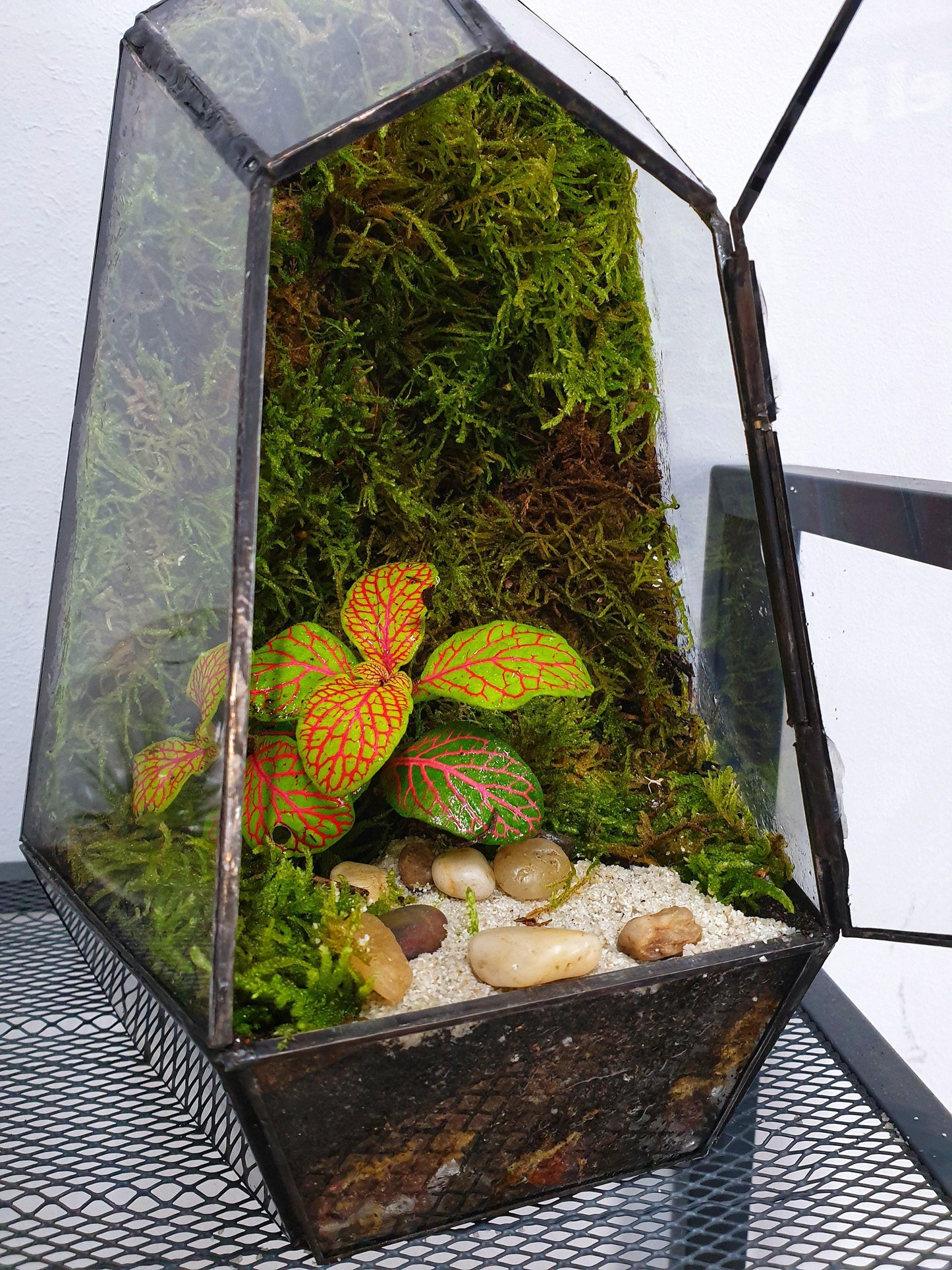 Ikran Terrarium - MinimalMoss