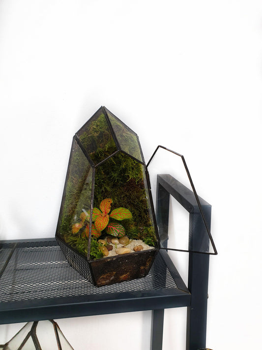 Ikran Terrarium - MinimalMoss