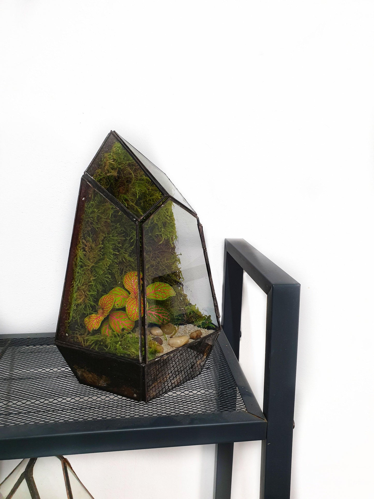 Ikran Terrarium - MinimalMoss