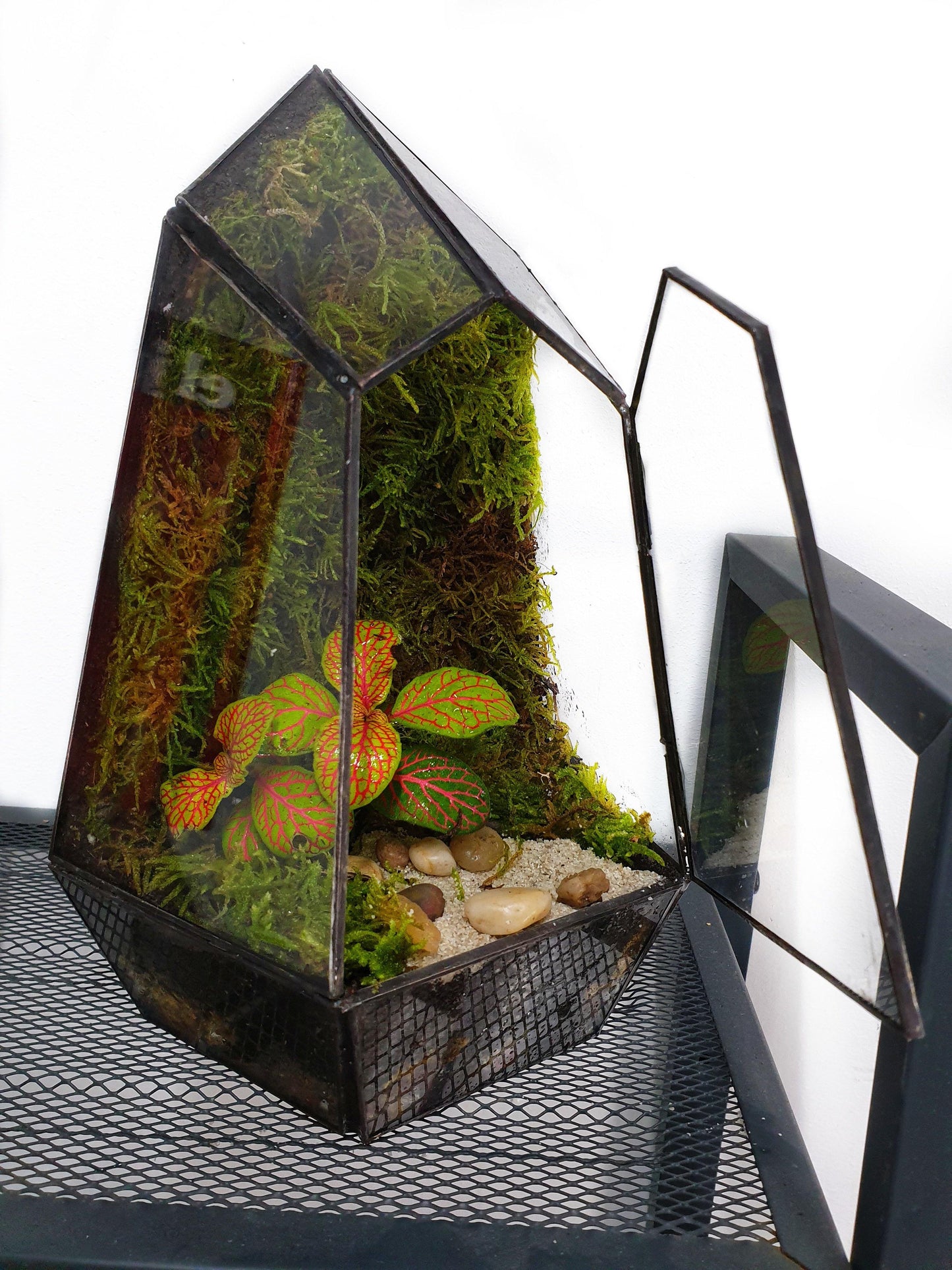 Ikran Terrarium - MinimalMoss