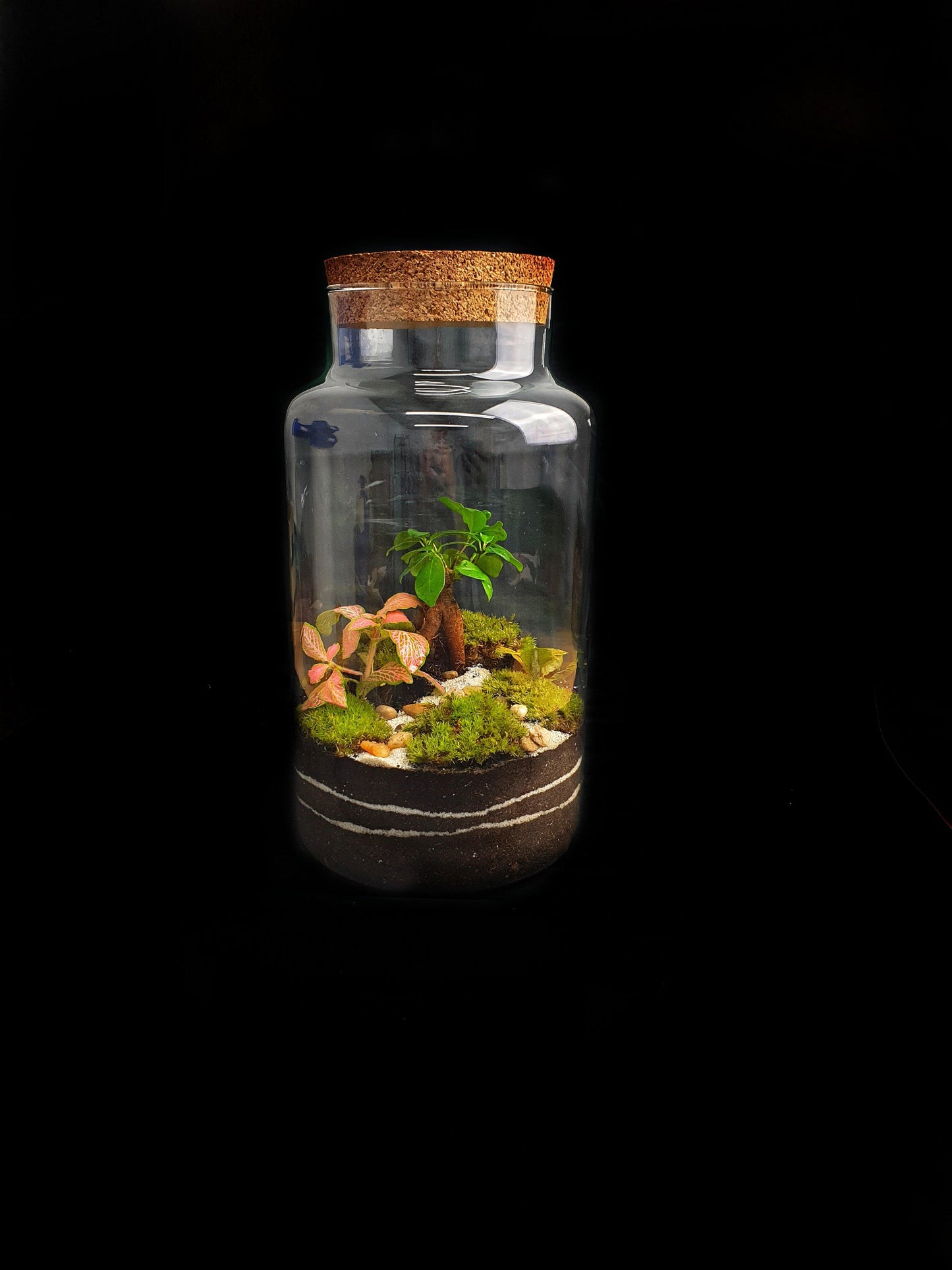 Ficus Terrarium DIY - MinimalMoss