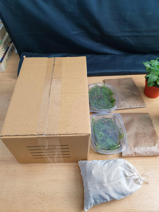 Ficus Terrarium DIY - MinimalMoss