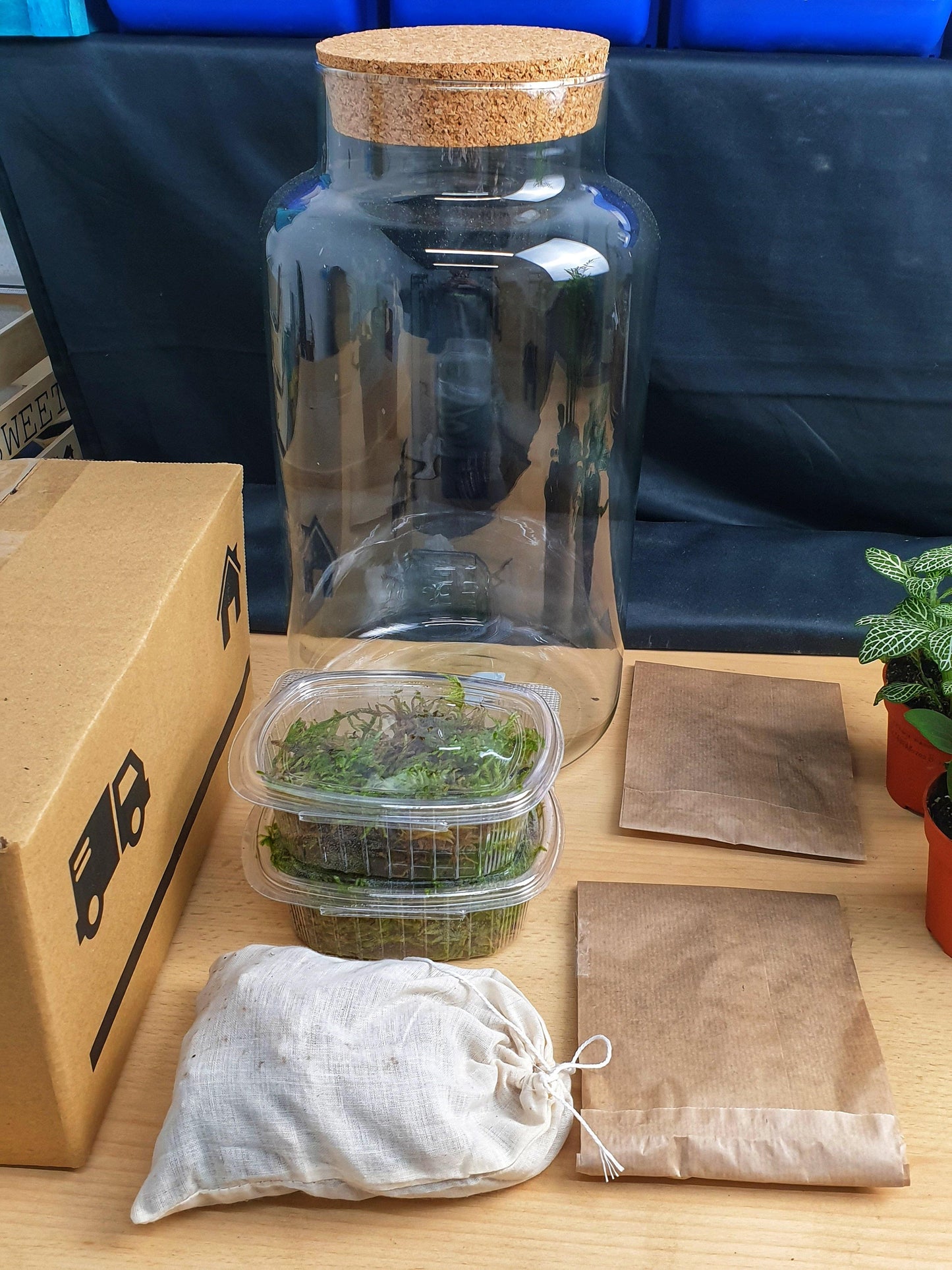 Ficus Terrarium DIY - MinimalMoss