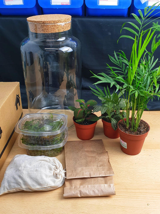 Ficus Terrarium DIY - MinimalMoss