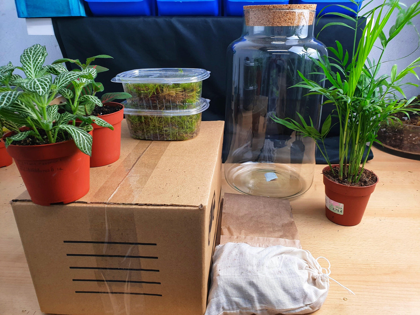 Ficus Terrarium DIY - MinimalMoss