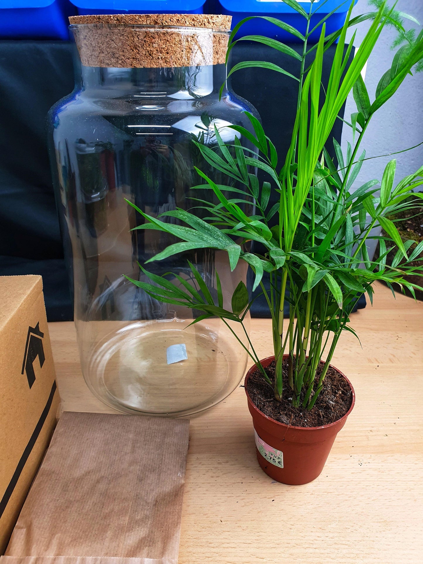 Ficus Terrarium DIY - MinimalMoss