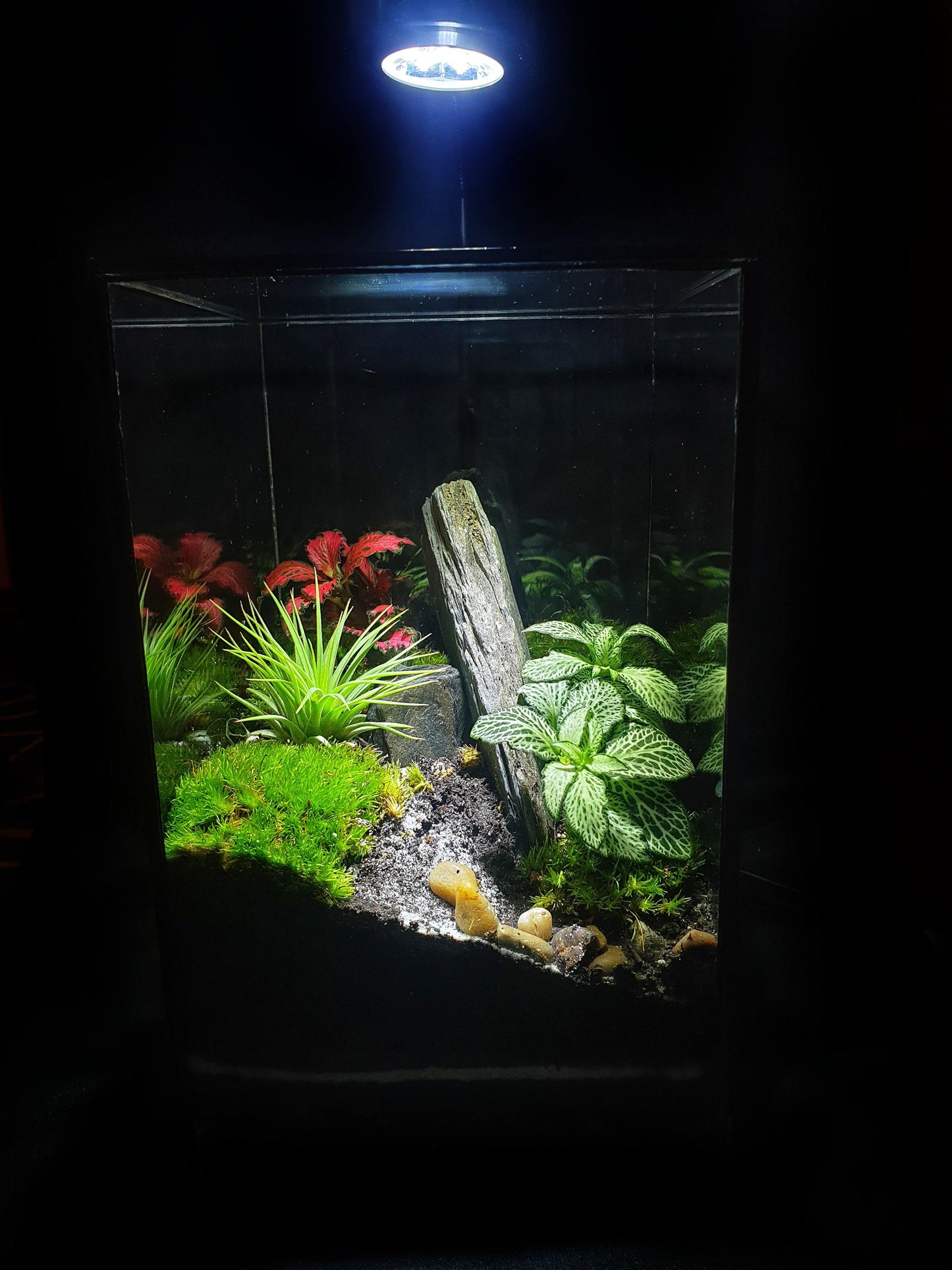 Aker Terrarium - MinimalMoss