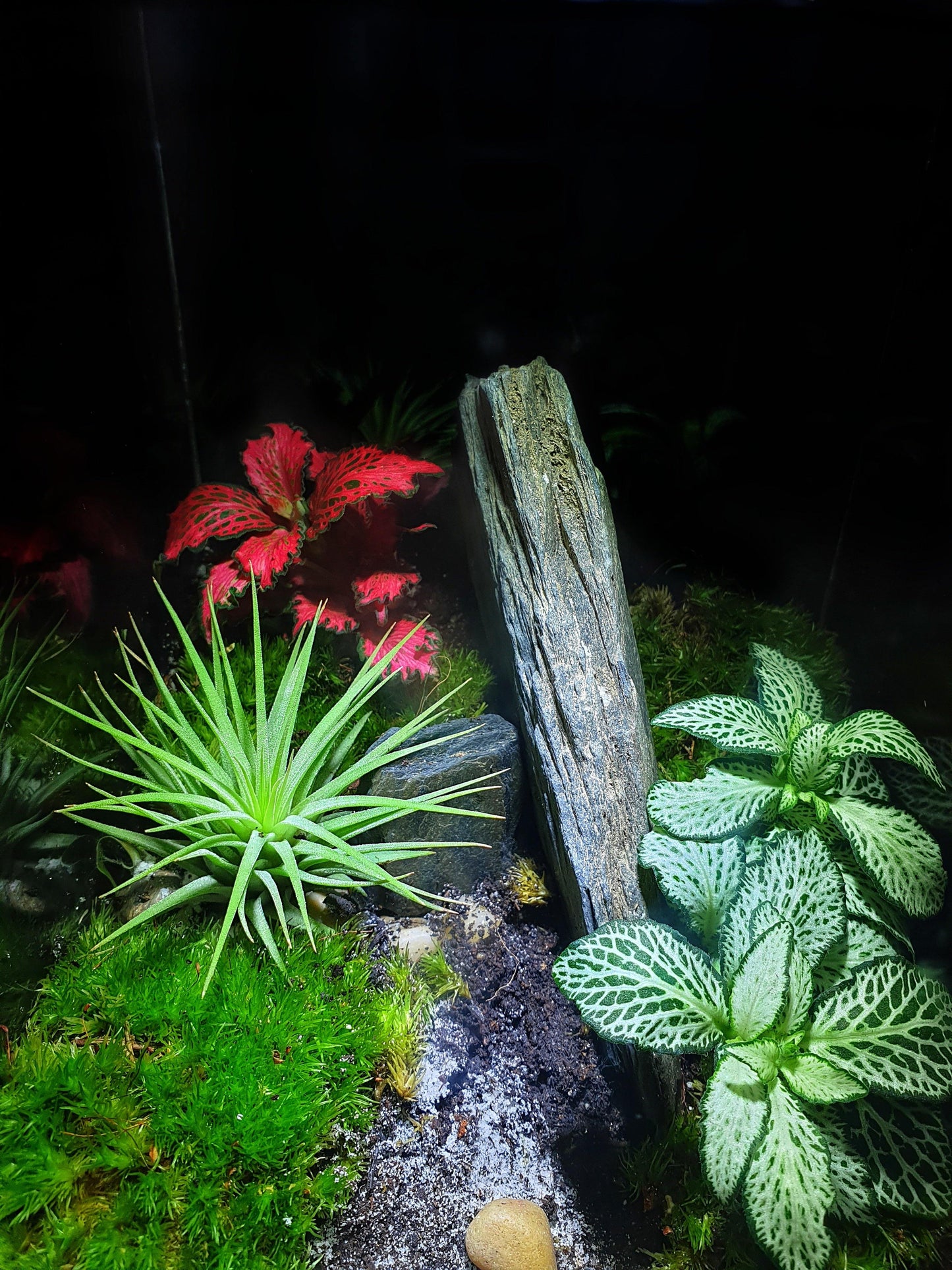 Aker Terrarium - MinimalMoss