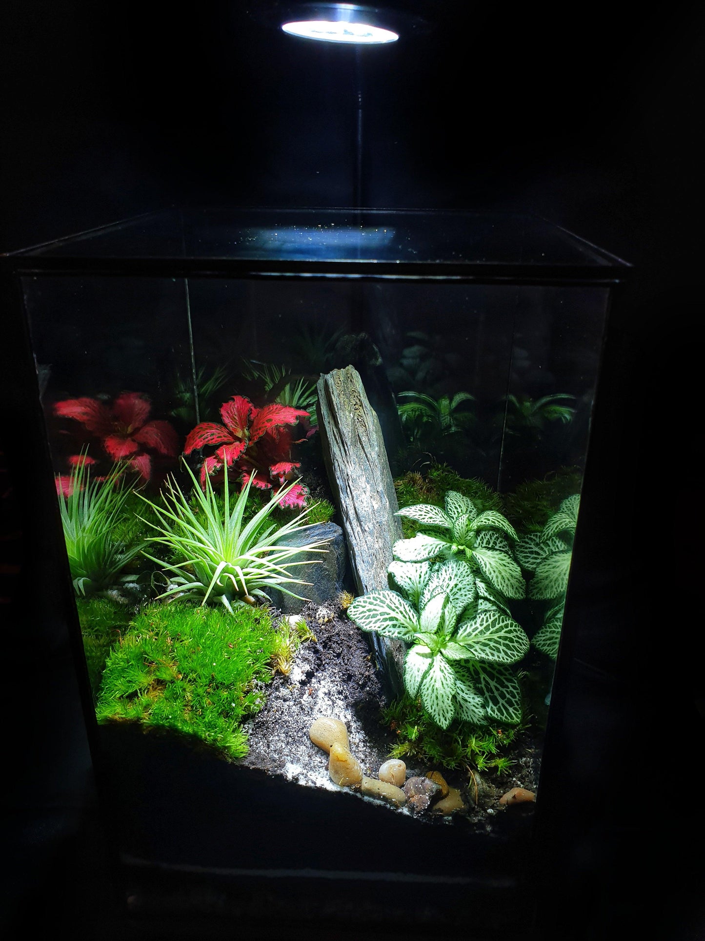 Aker Terrarium - MinimalMoss