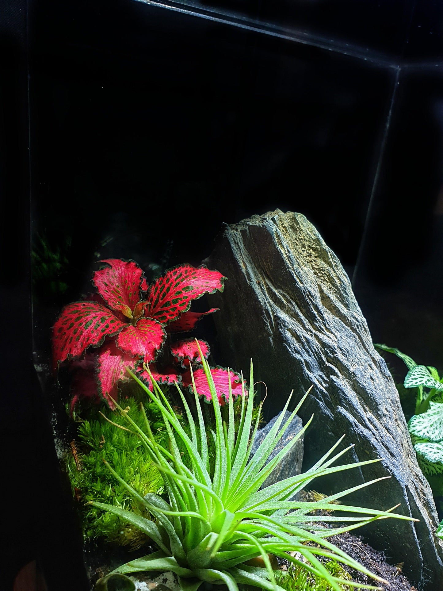 Aker Terrarium - MinimalMoss