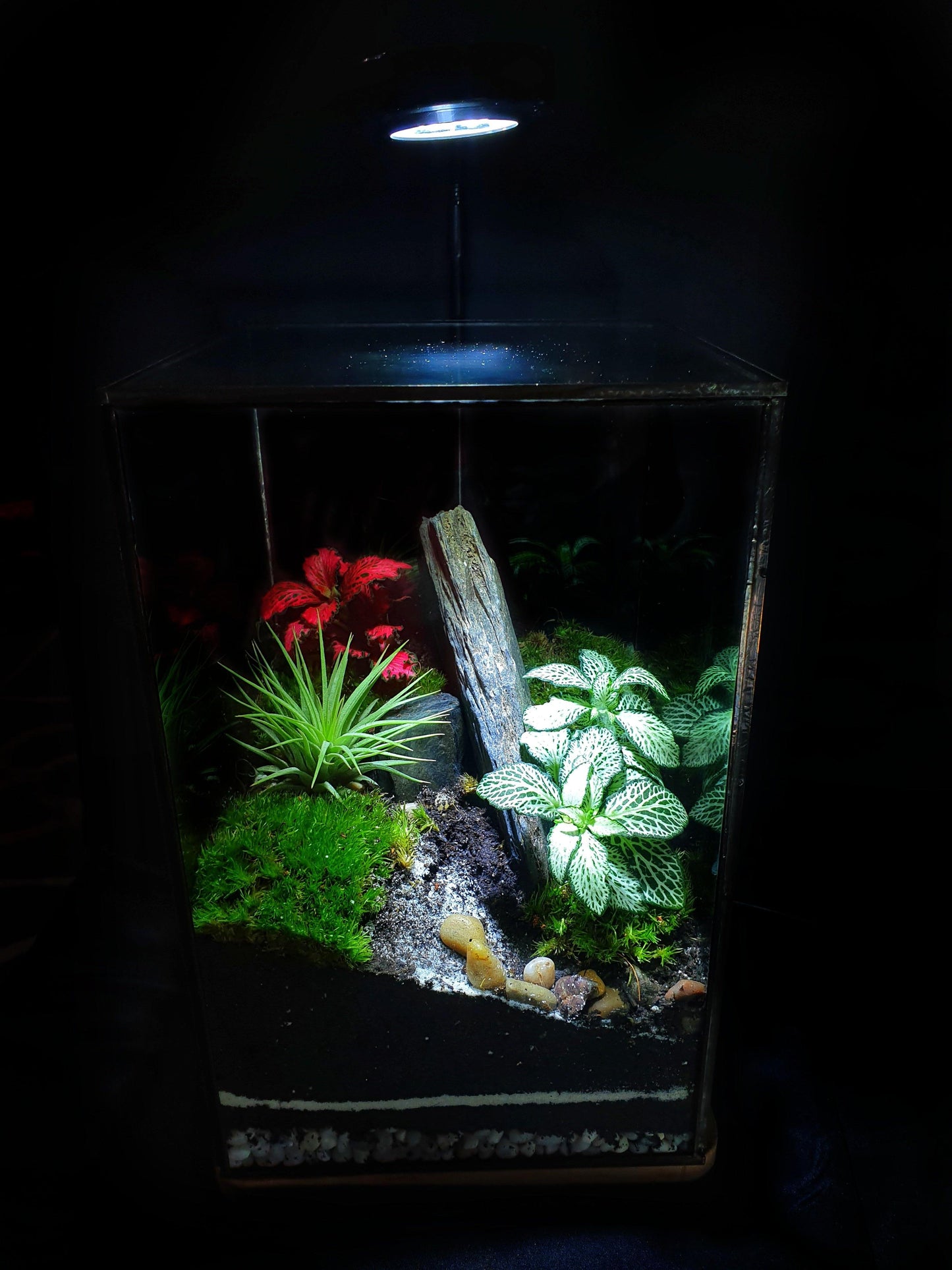 Aker Terrarium - MinimalMoss