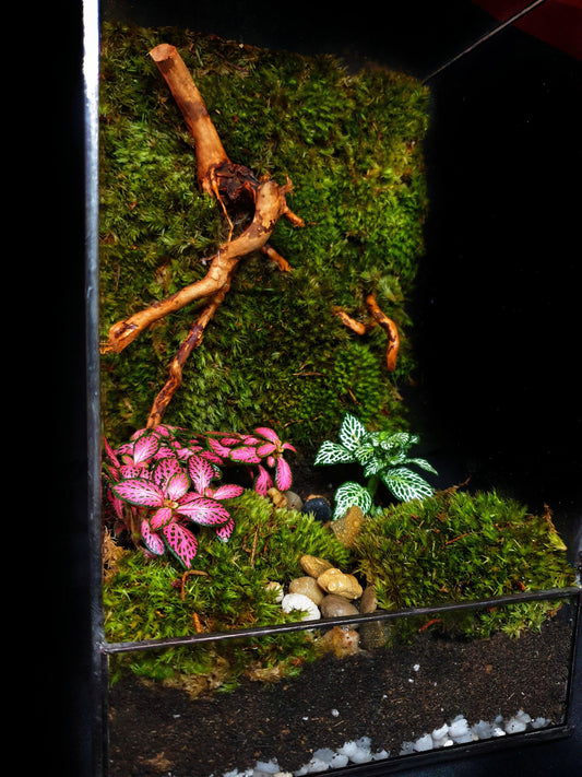 Hera Terrarium DIY - MinimalMoss