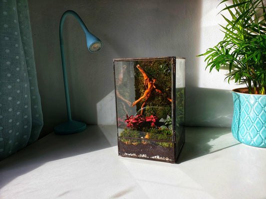 Hera Terrarium DIY - MinimalMoss