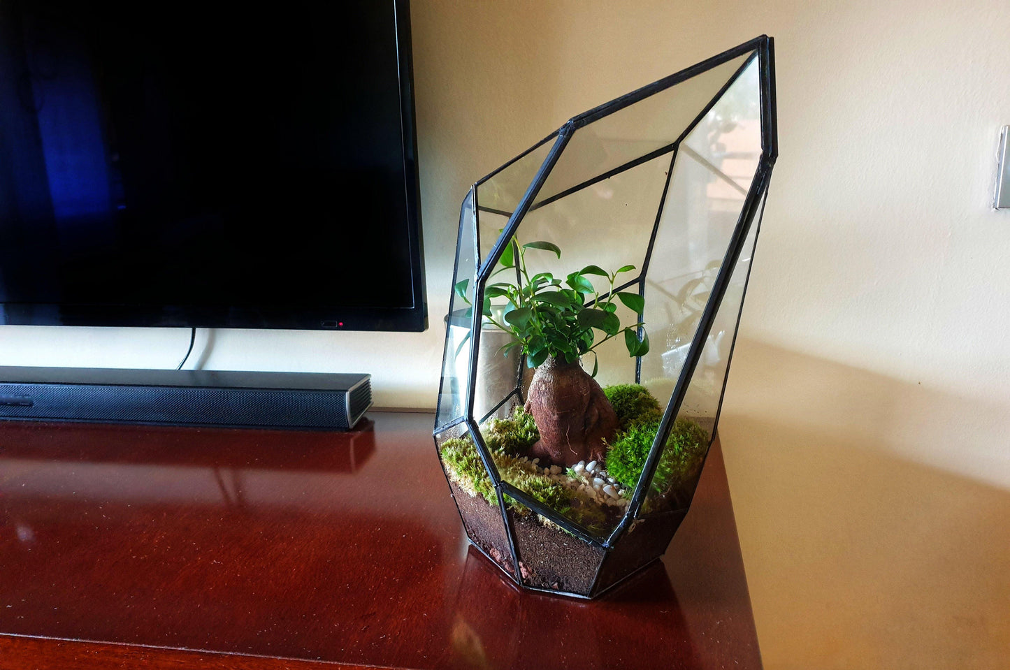 Senda Terrarium - MinimalMoss