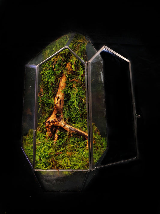 Vera Terrarium - MinimalMoss