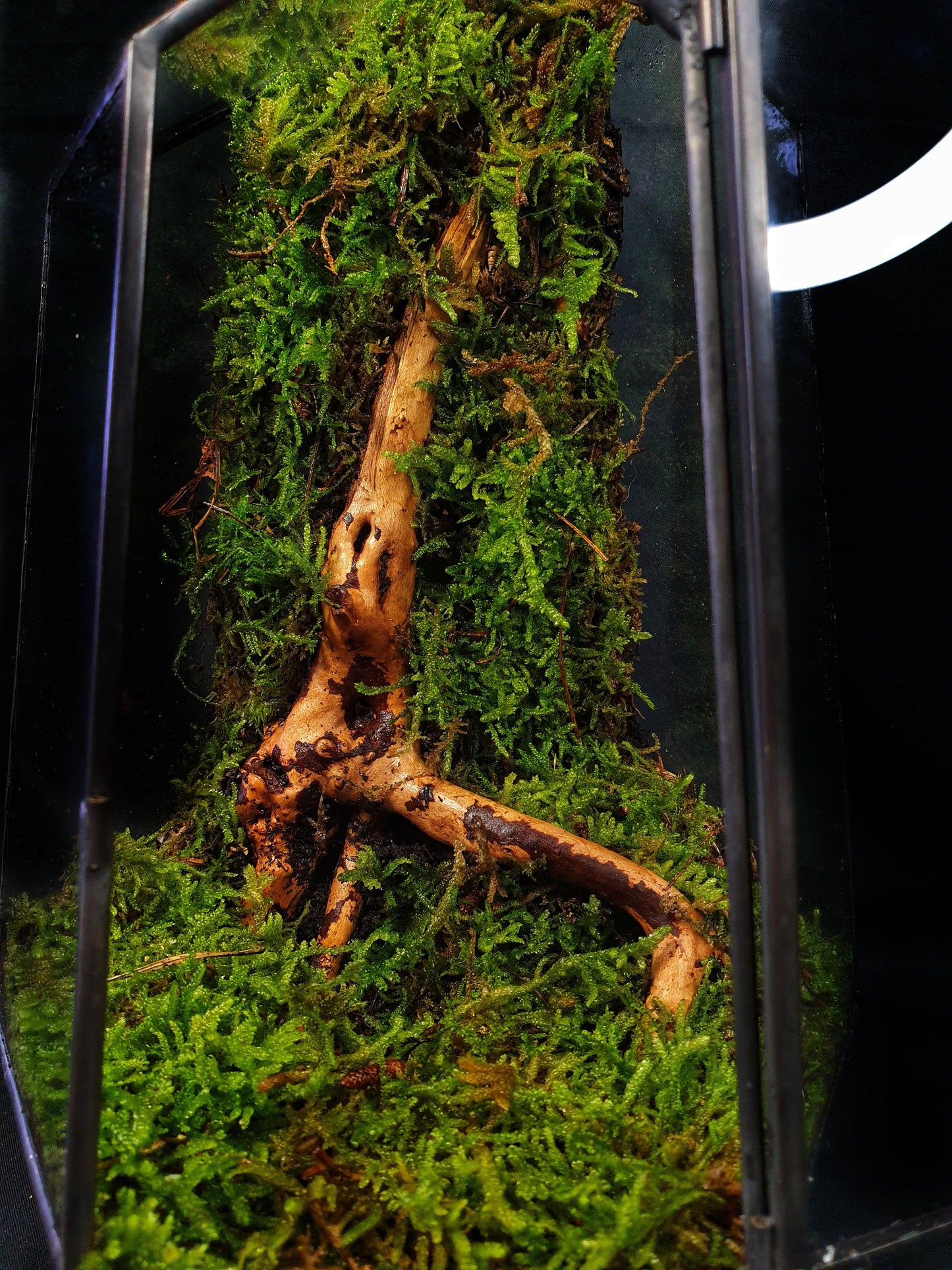 Vera Terrarium - MinimalMoss