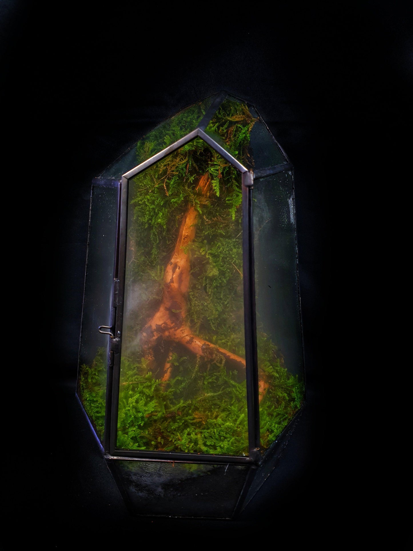 Vera Terrarium - MinimalMoss