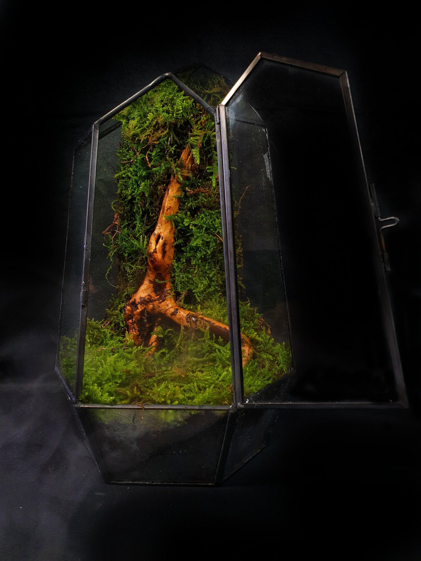 Vera Terrarium - MinimalMoss
