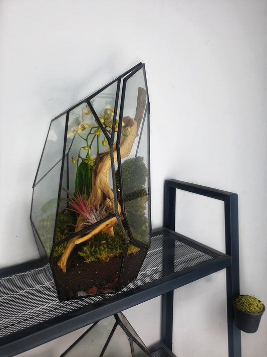 Senda Terrarium - MinimalMoss