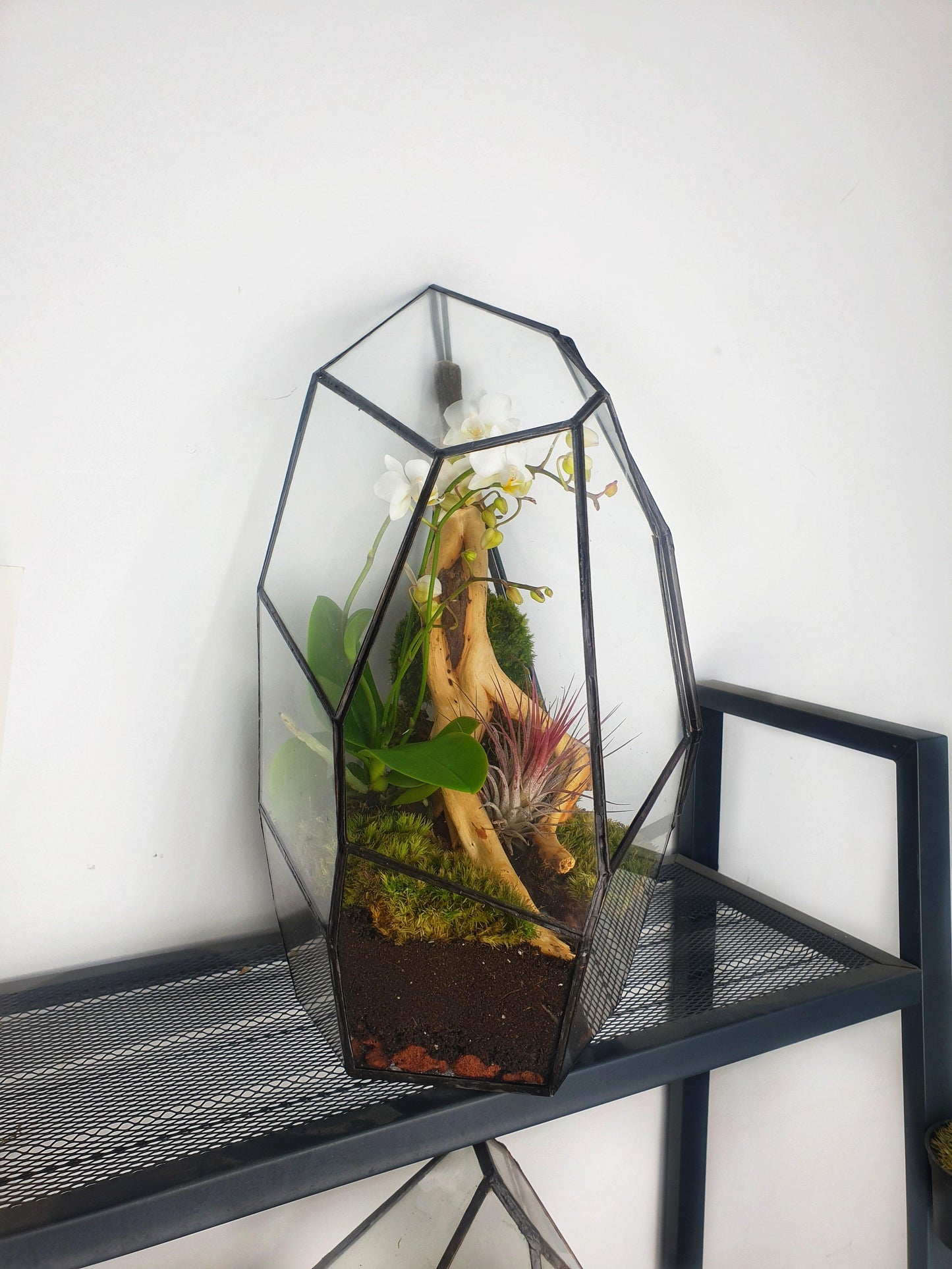 Senda Terrarium - MinimalMoss