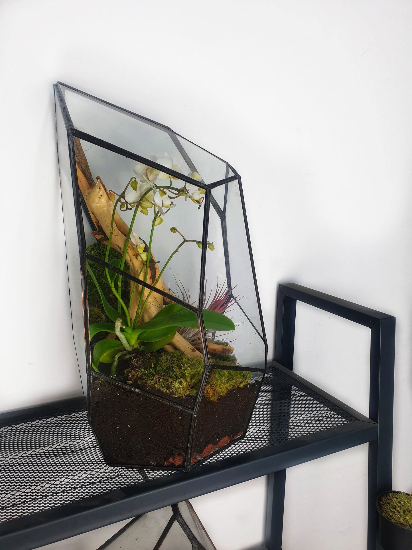 Senda Terrarium - MinimalMoss