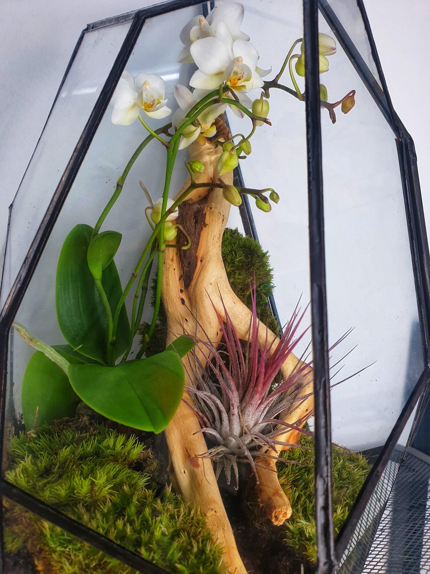 Senda Terrarium - MinimalMoss