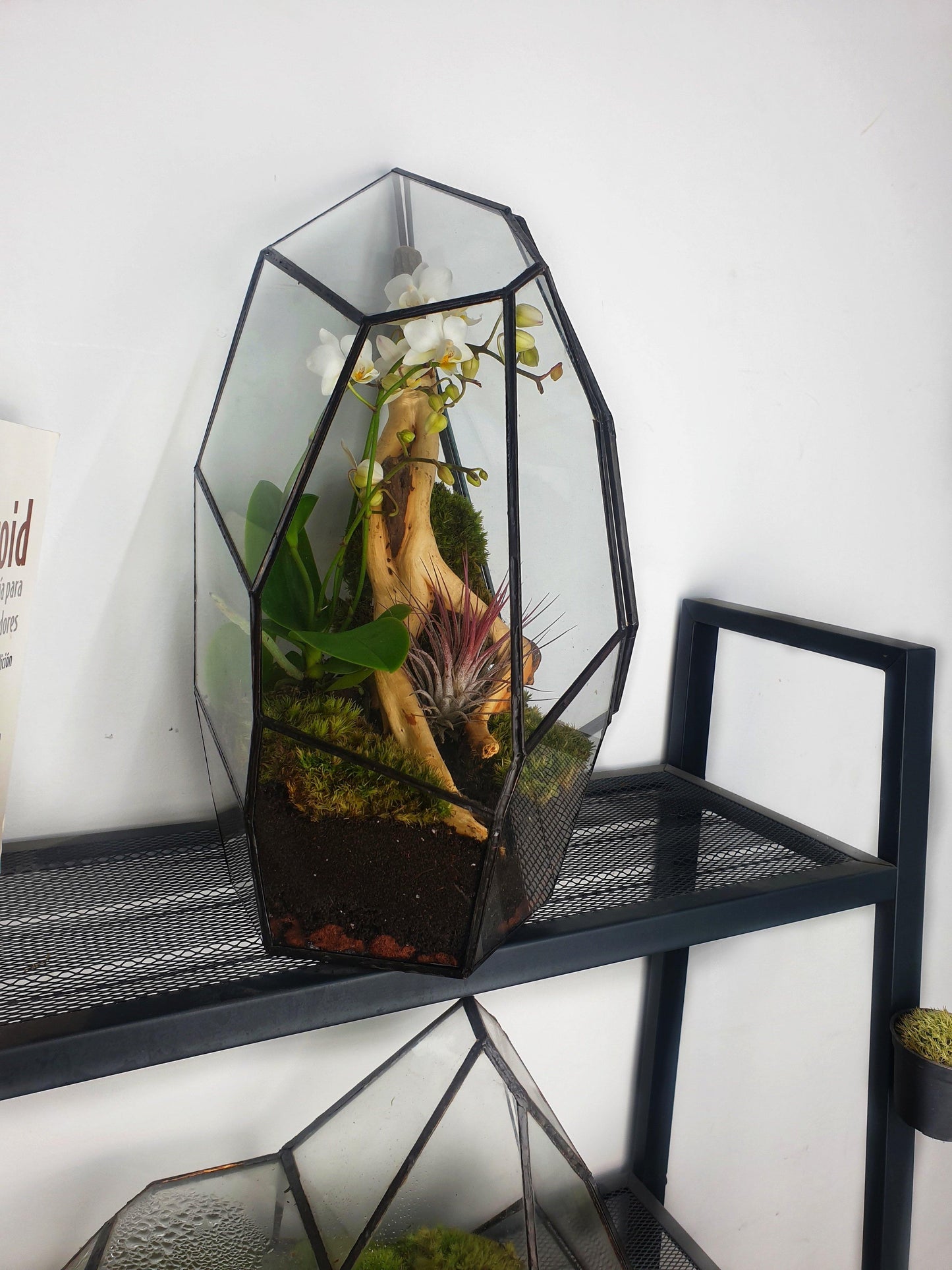 Senda Terrarium - MinimalMoss