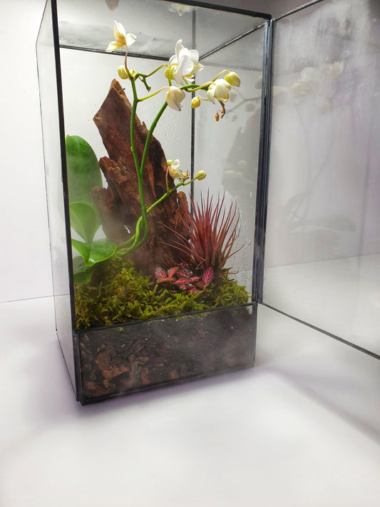 Orquidea Terrarium - MinimalMoss