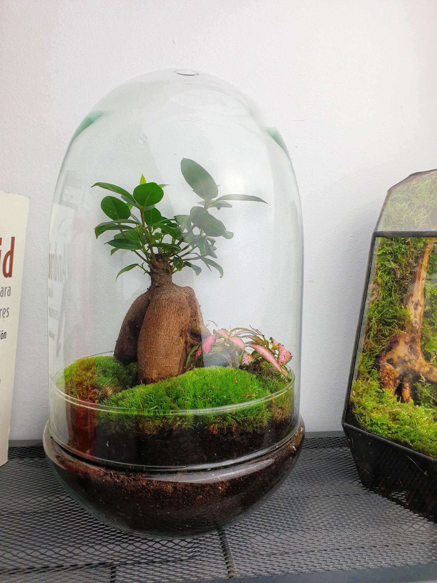 Kali Terrarium - MinimalMoss