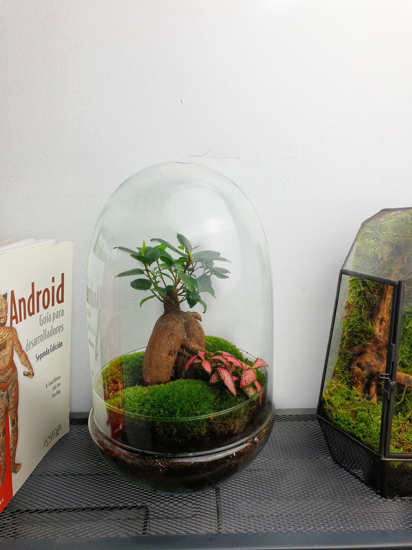 Kali Terrarium - MinimalMoss